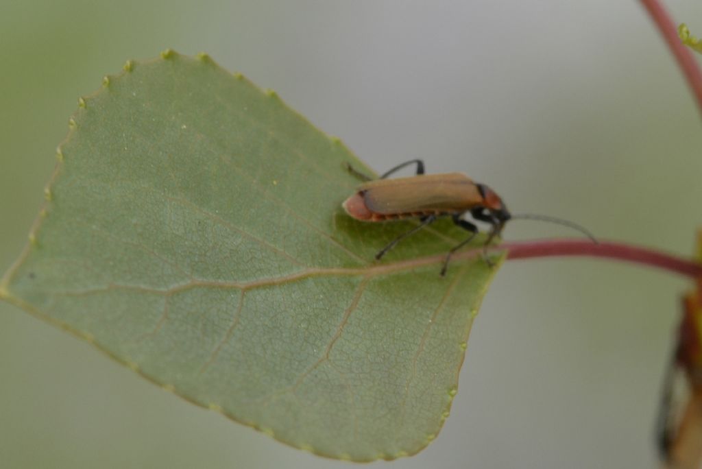 Cantharidae: Rhagonycha?